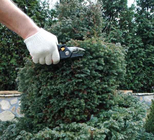 Ornamental Tree Trimming in Apopka
