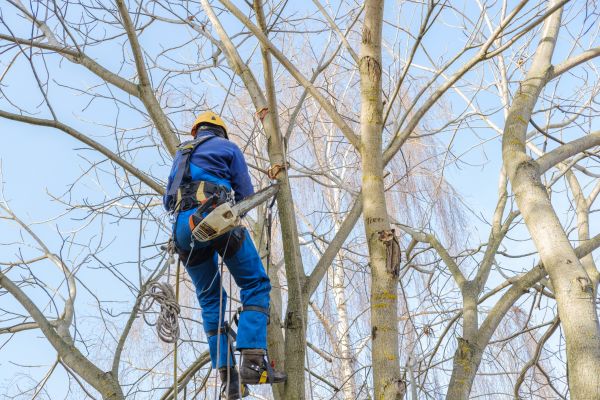 Cost of Large Tree Trimming in Apopka