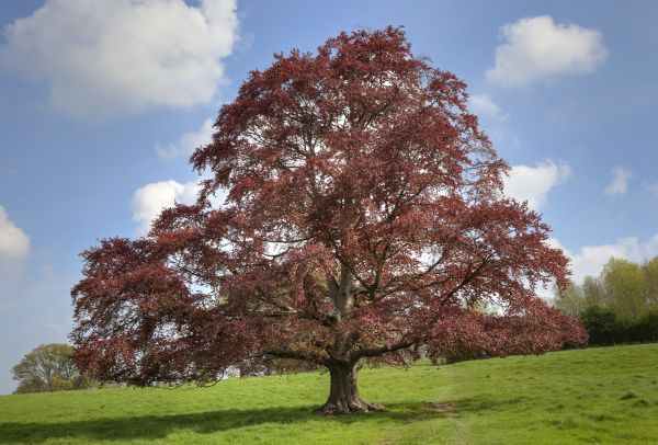 Cost of Beech Tree Pruning in Apopka