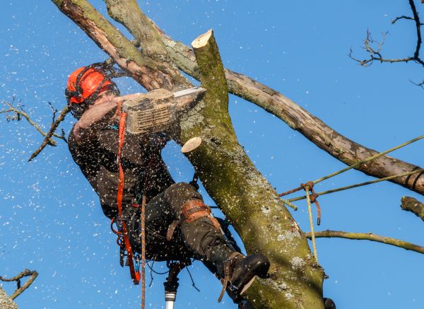 Tree Trimming Service in Apopka
