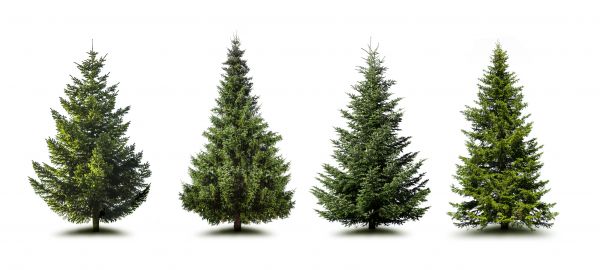 Cost of Pine Tree Trimming in Apopka