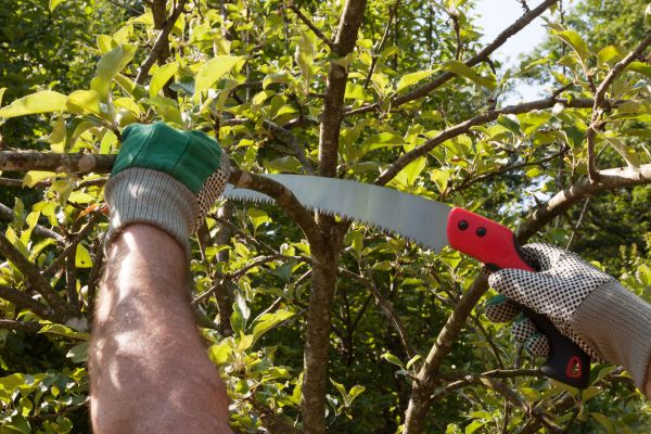 Apple Tree Trimming in Apopka